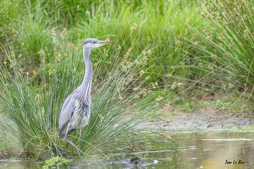Héron Cendré - Mare de la Noé de Bougy - Romilly-la-Puthenaye (27)  -  2021