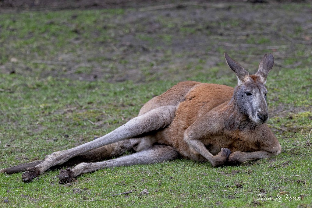 Zoo de Cerza - Kangouroux Géant - 2020