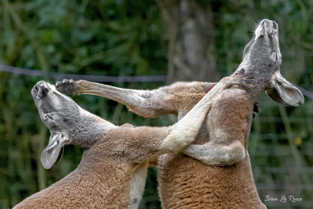 Kangouroux Géant - 2020