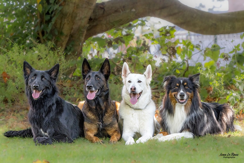 Quatre chiens couchés - Beaumont-le-Roger (27) - 2023 Ivan Le Roux Photographie