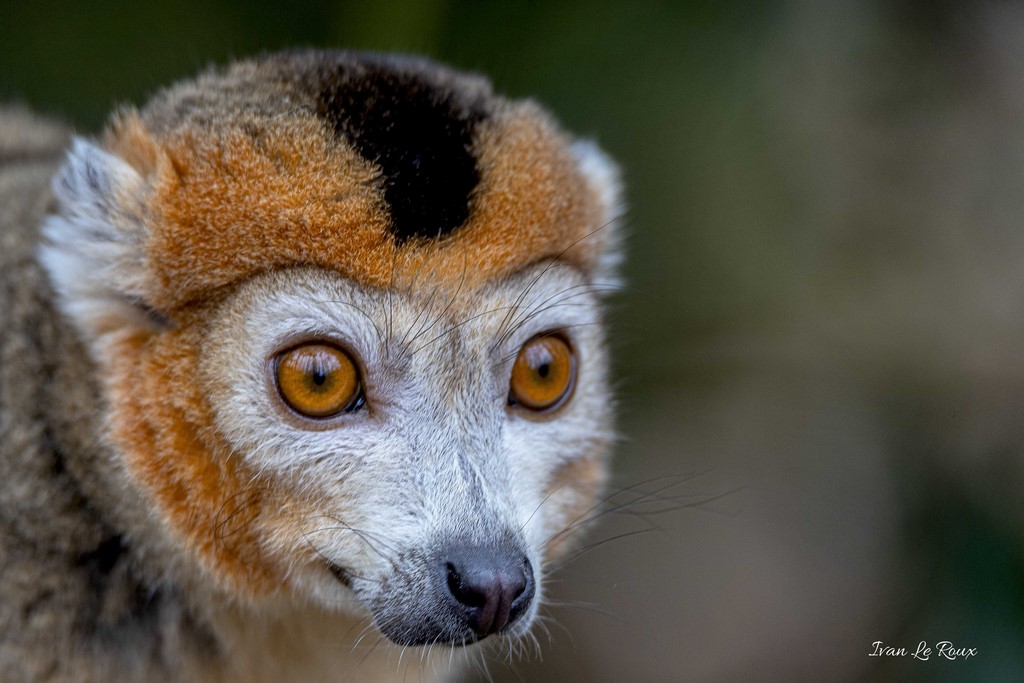Zoo de Cerza - Lémurien Couronné - 2020