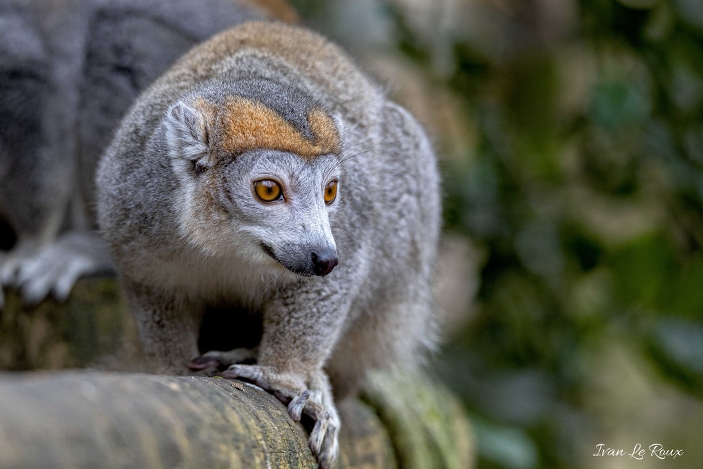 Zoo de Cerza - Lémurien Couronné - 2020