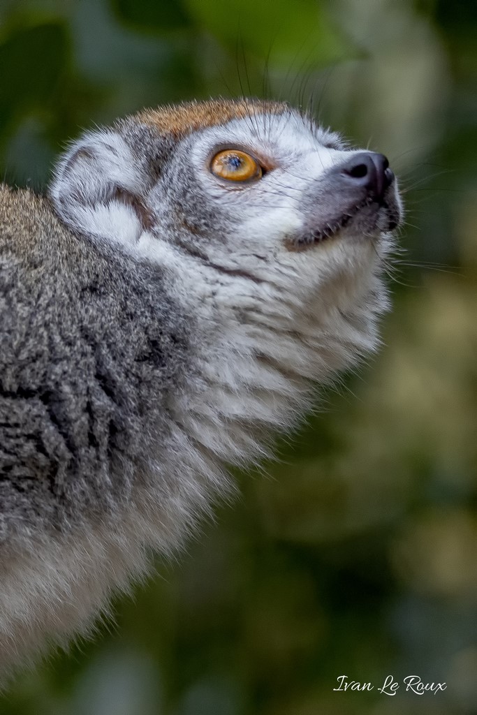 Lémurien Couronné - 2020