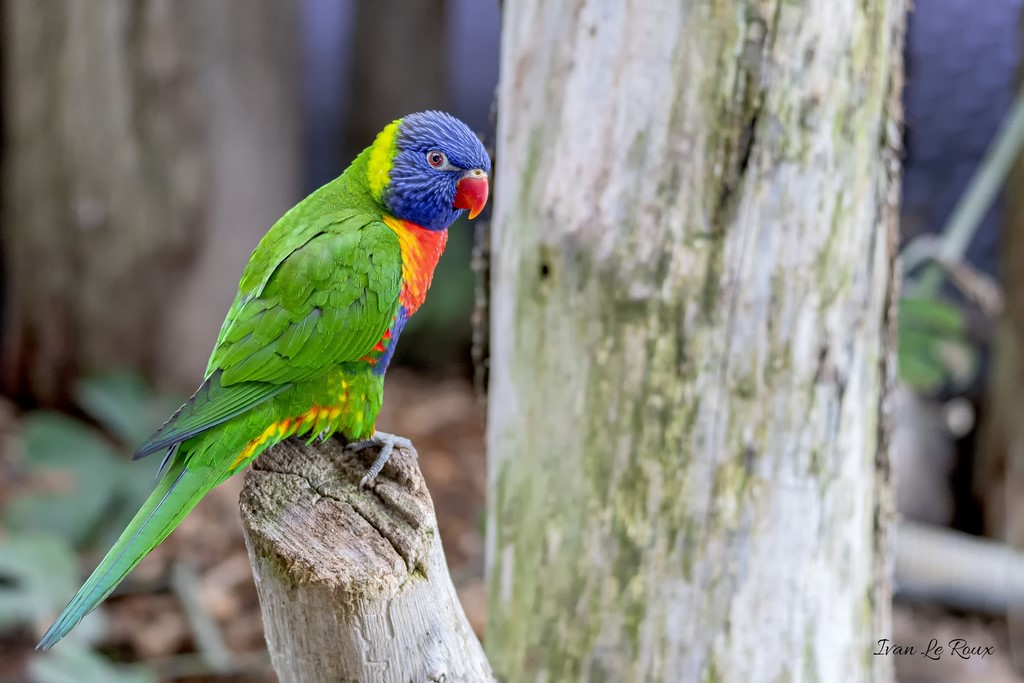 Loriquet Arc-en-ciel - 2020