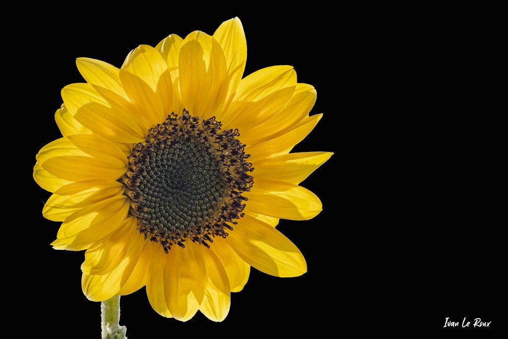 Tournesol sur fonc noir