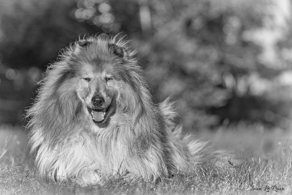 Portrait colley Noir et blanc