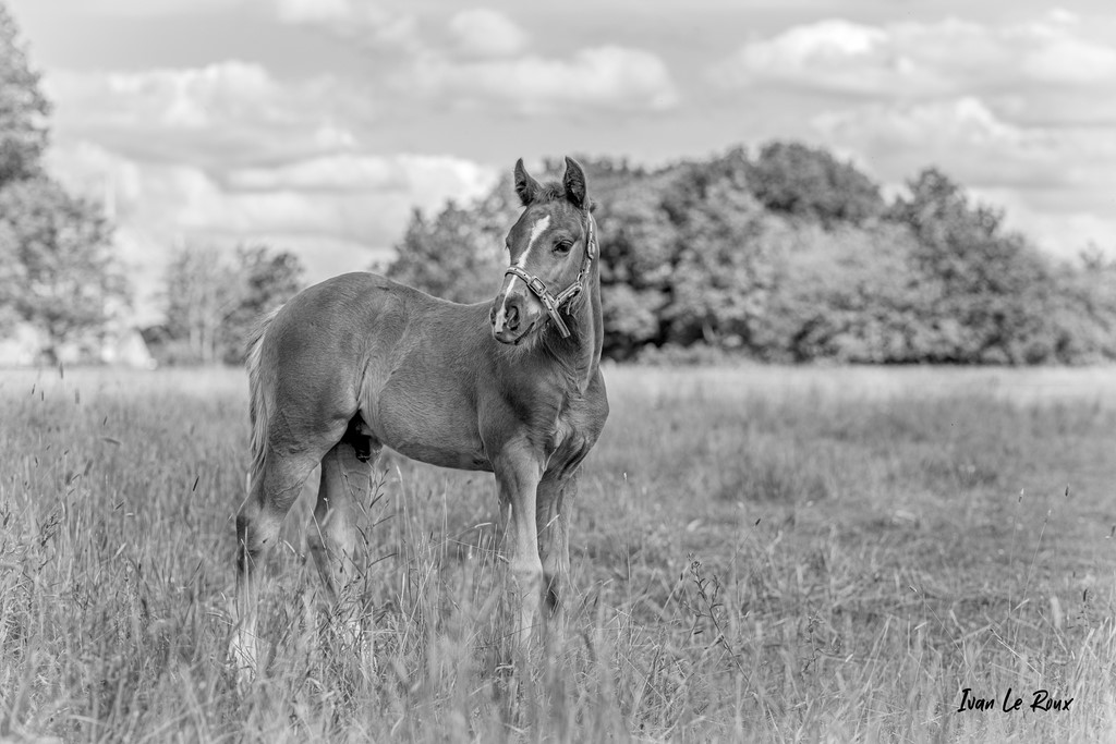 Poulain "Lemon Tonic" (1 mois) Haflinger croisé Selle Français - 2021