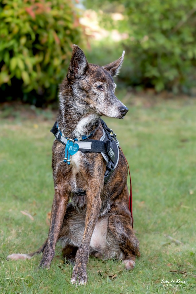 Nesca - Beaumont-le-Roger (27) - 2023 - Canon EOS R7  Ivan Le Roux photographe animalier