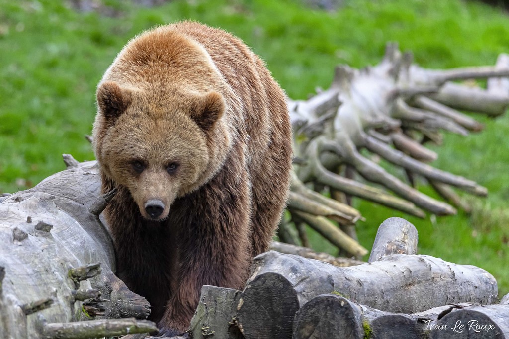 Zoo de Cerza - Ours Brun - 2020