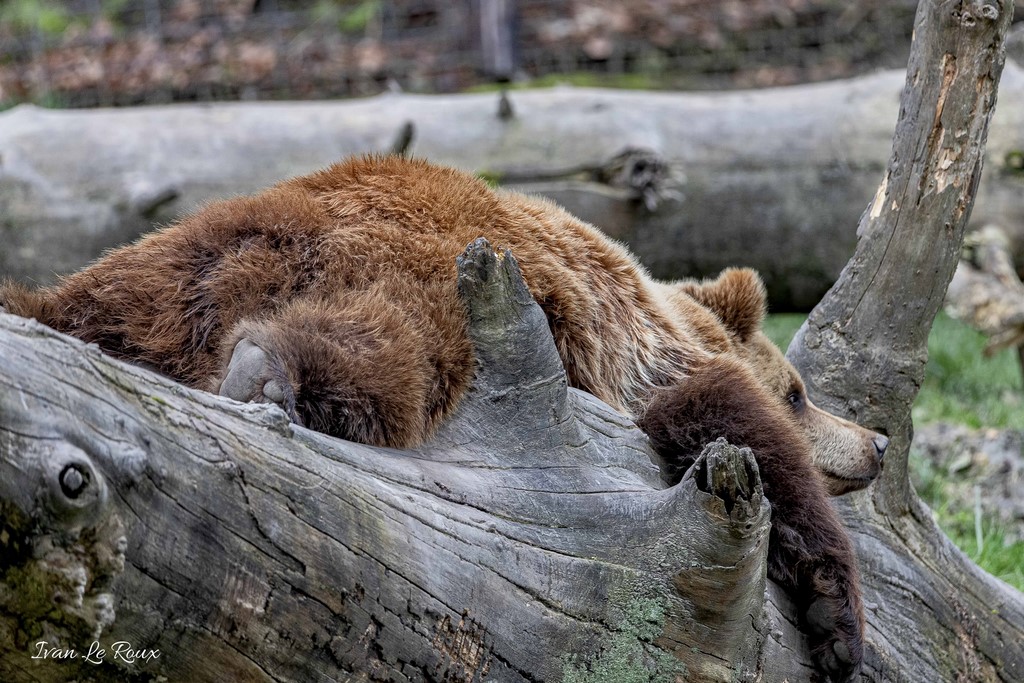 Zoo de Cerza - Ours Brun - 2020