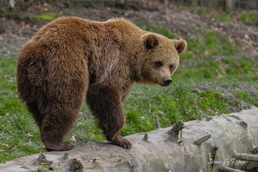 Ours Brun Zoo de Cerza 2020