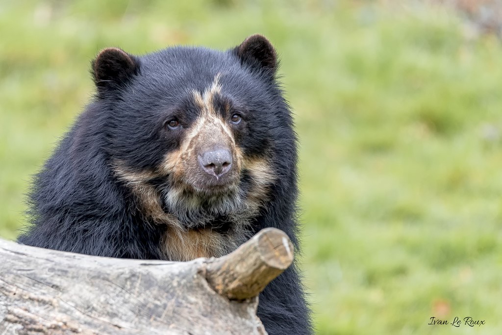 Ours à Lunettes - Zoo de Cerza 2020