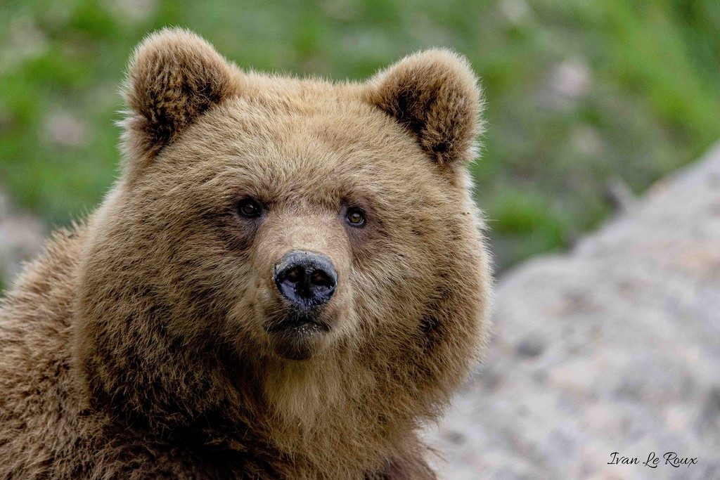 Ours Brun Zoo de Cerza 2020