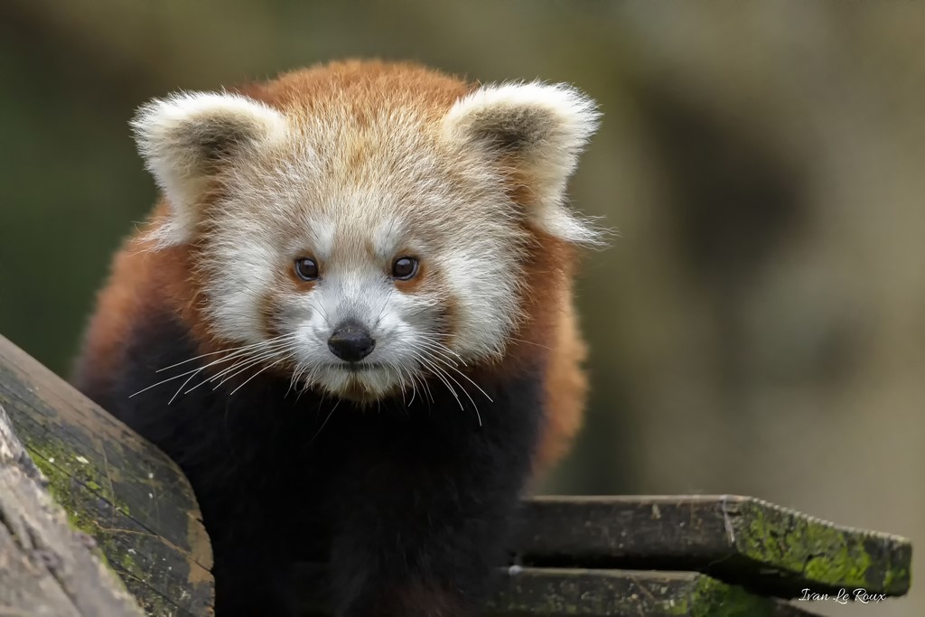 Panda Roux Zoo de Cerza 2020