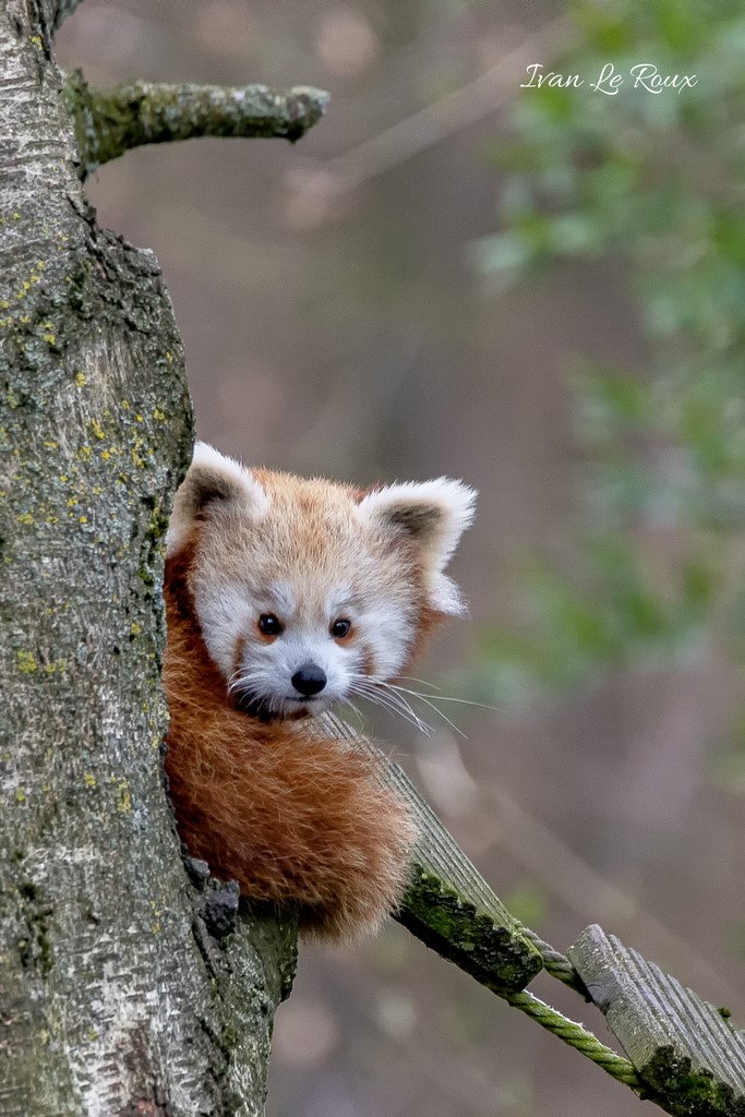 Zoo de Cerza Panda Roux - 2020