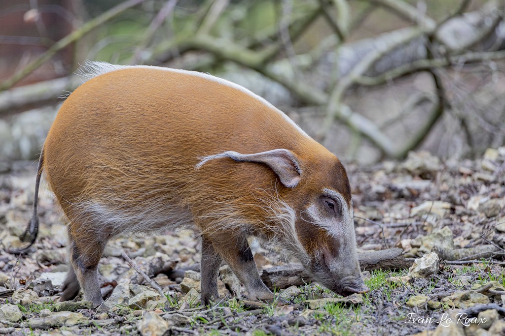 Potamochère Zoo de Cerza 2020