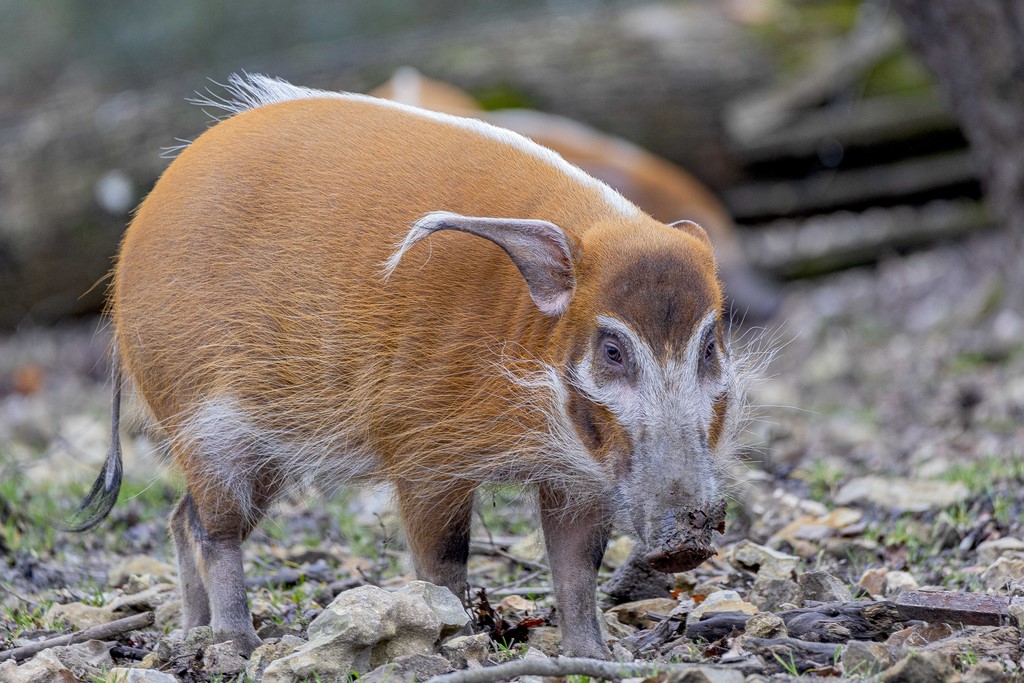 Zoo de Cerza - Potamochère - 2020