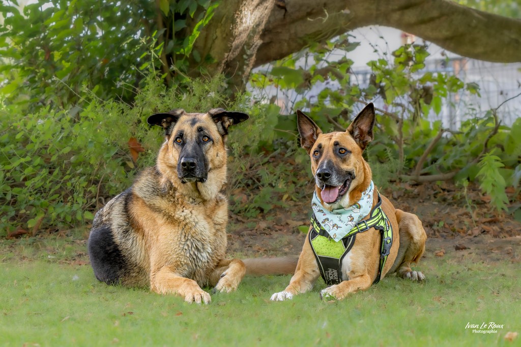 Bergers couchés - Beaumont-le-Roger (27) - 2023 - Canon EOS R7  Ivan Le Roux photographie
