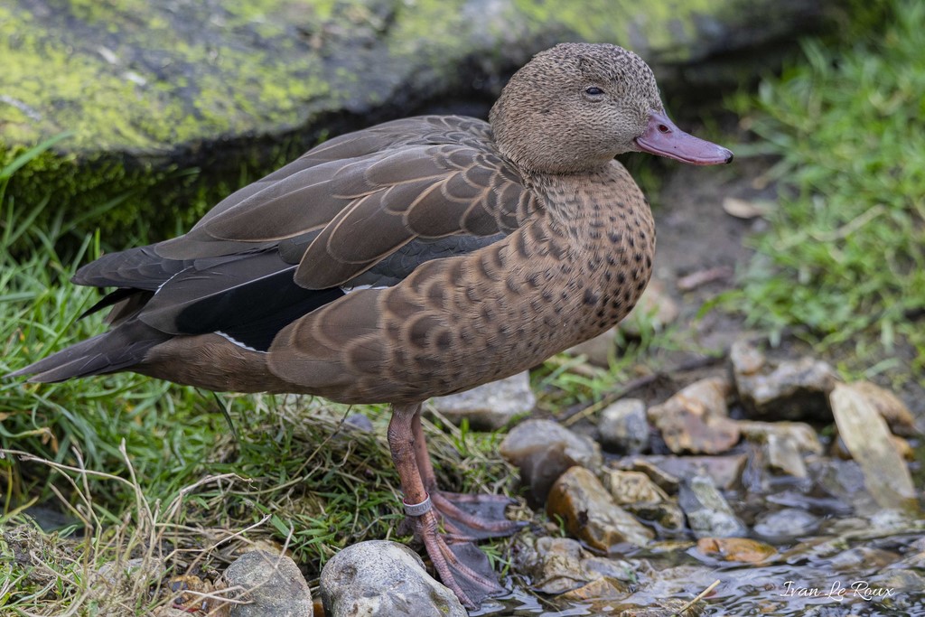 Sarcelle de Bernier Zoo de Cerza 2020