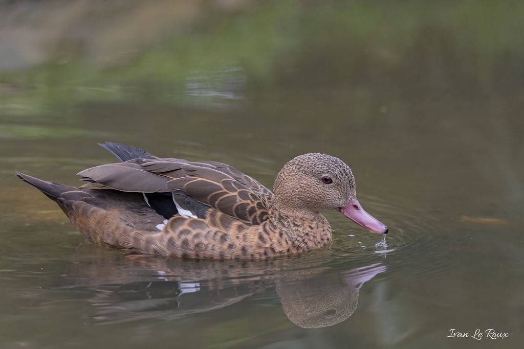 Sarcelle de Bernier Zoo de Cerza 2020