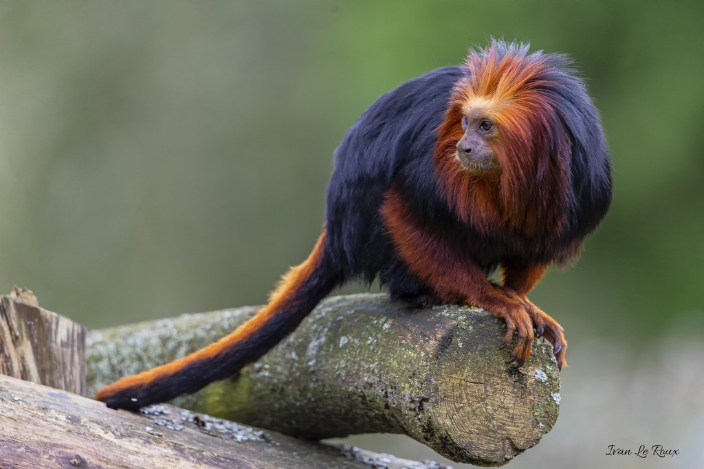 Zoo de Cerza Tamarin Lion - 2020