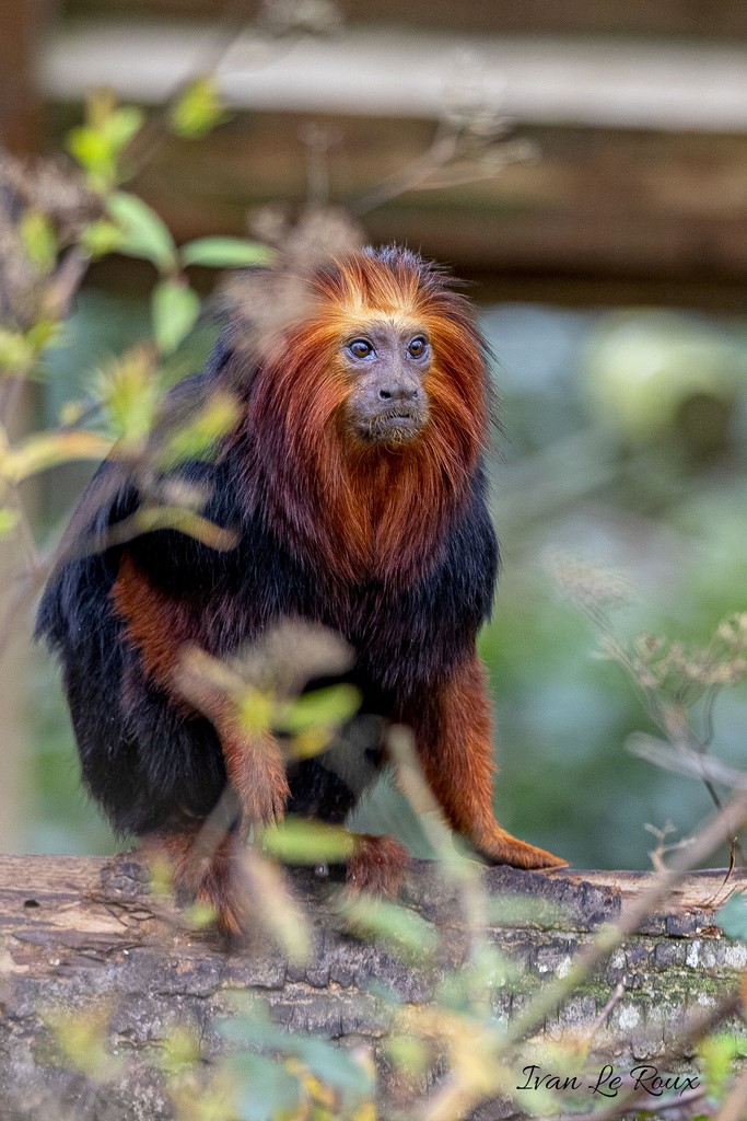 Tamarin Lion Zoo de Cerza 2020