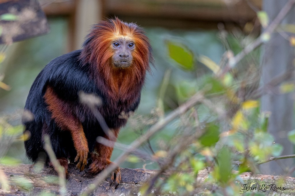 Zoo de Cerza - Tamarin Lion - 2020