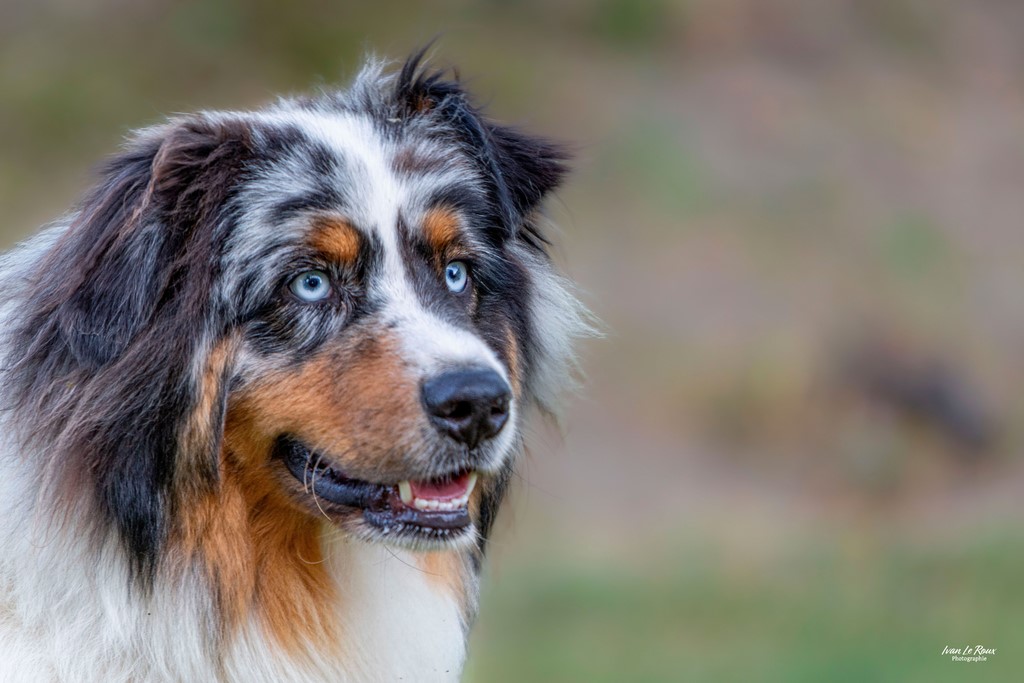 Berger Australien "Tao" - Beaumont-le-Roger (27) - 2023 Ivan Le Roux Photographe