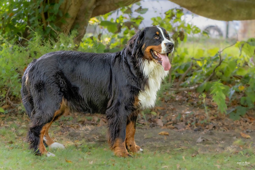 Bouvier Bernois "Triskell" - Beaumont-le-Roger (27) - 2023 Ivan Le Roux Photographie