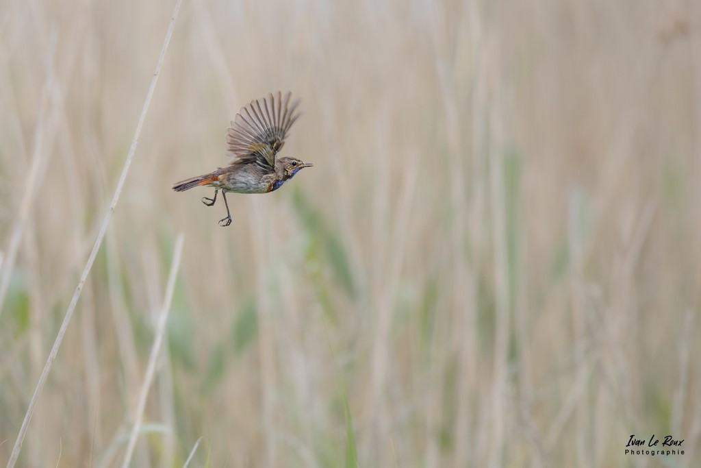 Gorge-Bleue à Miroir en vol - Estuaire de la Seine (76) - 2022 - Ivan Le Roux Photographe animalier