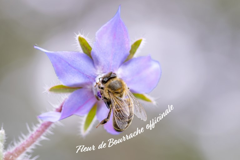 Fleur de Bourrache officinale