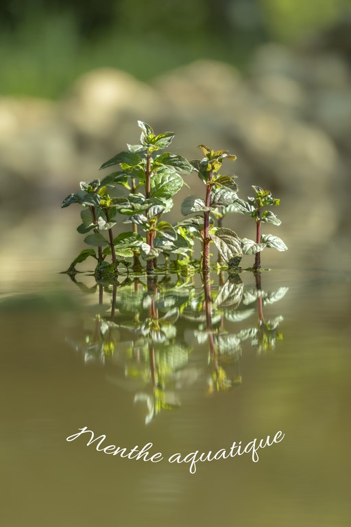 Menthe aquatique