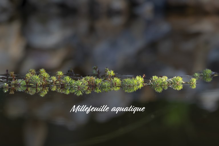 Millefeuille aquatique