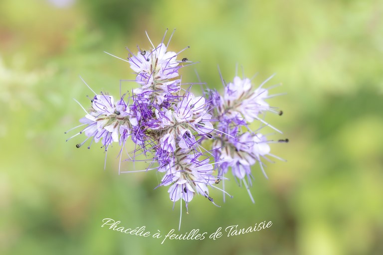 Phacélie à feuilles de Tanaisie
