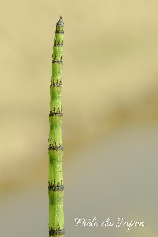 Prêle du Japon