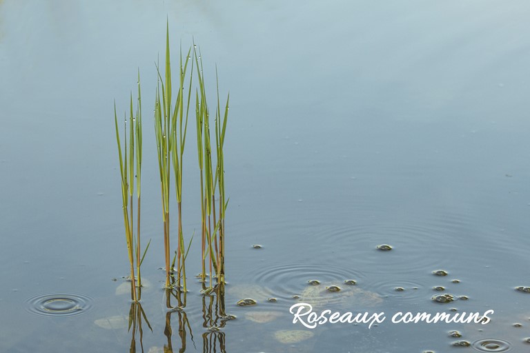 Roseaux communs