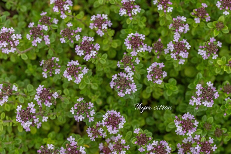 Thym citron
