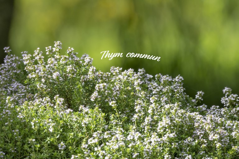 Thym commun