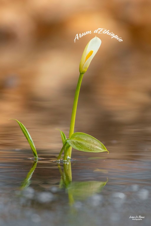 Arum d'Ethiopie
