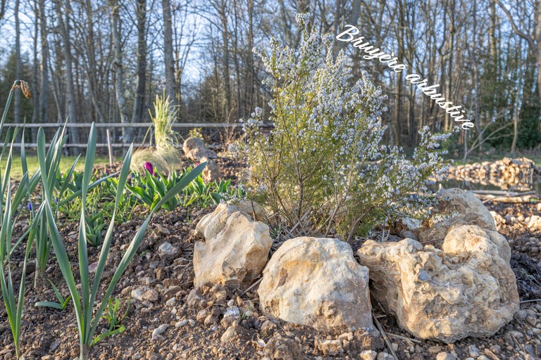 Bruyère arbustive