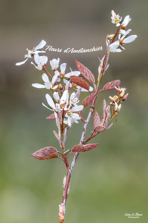Fleurs d'Amélanchier