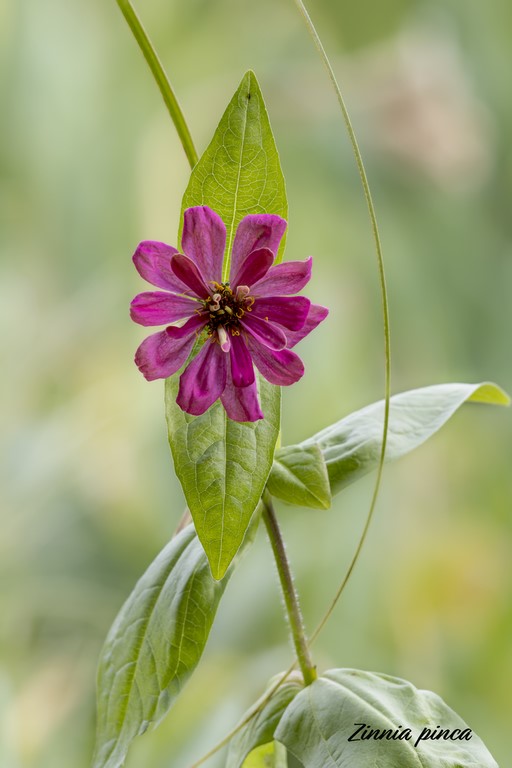 Zinnia