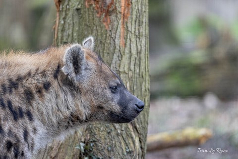 Hyène Zoo de Cerza 2020
