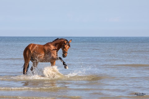 Trop drôle de jouer dans l'eau ! - Merville-Franceville (14) - 2024 -Canon EOS R7 -  Tamron SP 70-200 G2 Ivan Le Roux photographe