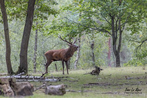Brâme du Cerf en forêt - Eure (27) - 2021
