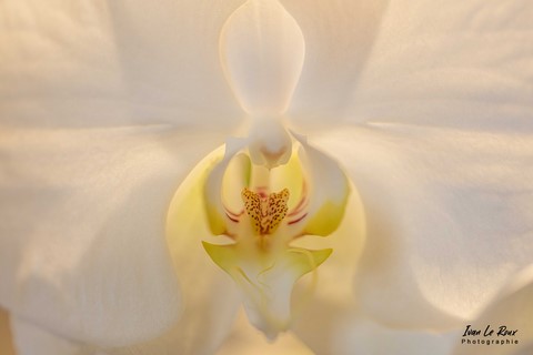Fleur d'Orchidée Jaune blanc - Photo Ivan Le Roux - Château de Vascoeuil - Normandie