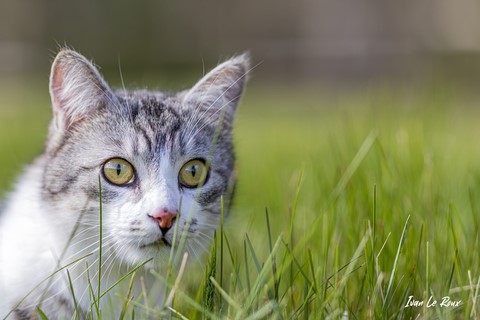 Charlie le Chat dans l'herbe  - 2021 - Romilly-la-Puthenaye - Eure 27 - Photographe Ivan Le Roux