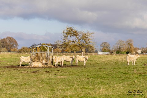 vaches La Ruralité - Romilly-la-Puthenaye (27) - 2021