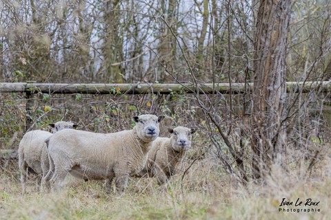 Moutons "Avranchins" - Romilly-la-Puthenaye - 2021