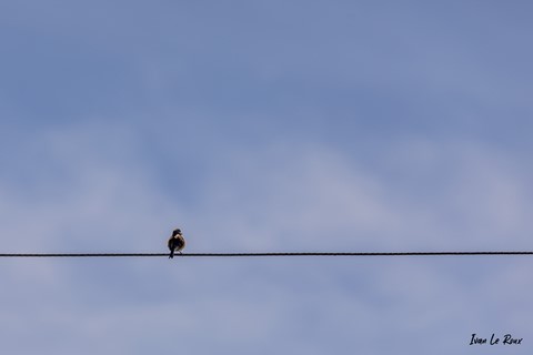 "Les Oiseaux du Jardin" - "Etre sur le fil..." - 2021 - Minimalisme photo oiseau